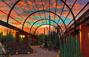 Desert Botanical Garden