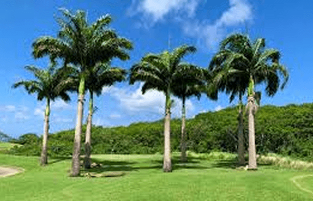 The Royal Palm